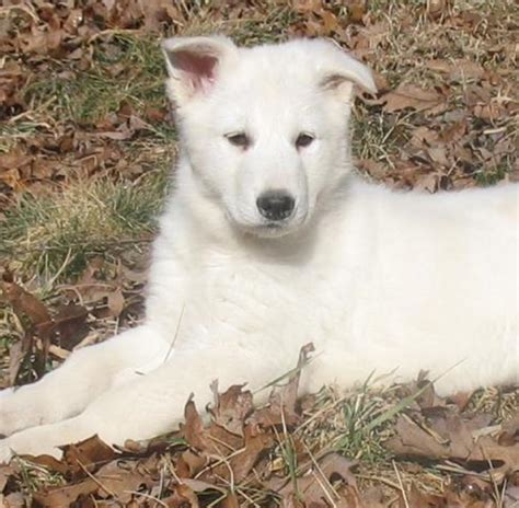 white gsd puppies for sale|gunther white german shepherds puppies.